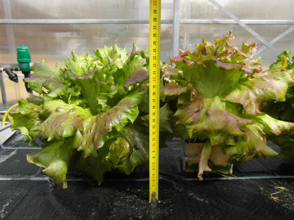 Wachstumsergebnisse des Batavia-Salats der beiden Hydroponik-Teststrecken im Vergleich (links: konventioneller Flüssigdünger, rechts: NPK-Flüssigdünger (,,Goldwasser