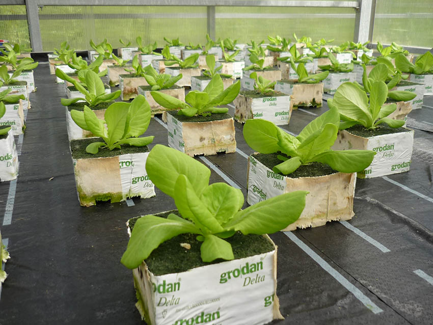 Bepflanzung der Hydroponik-Teststrecke mit Kopfsalat. (c) ROOF WATER-FARM, Foto Janine Dinske