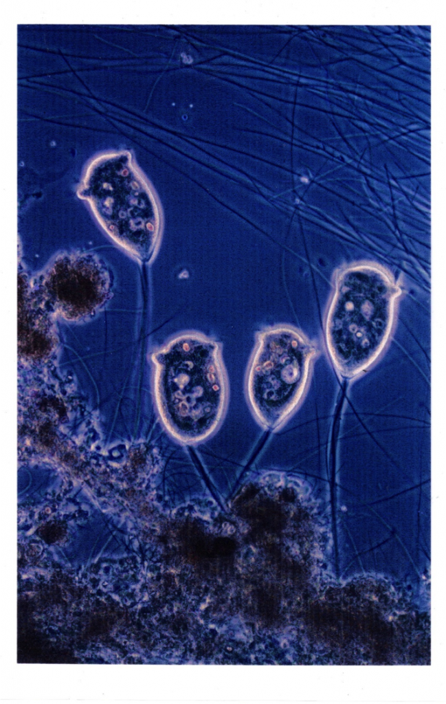 Mikroorganismen bei der Reinigung von Grauwasser. Einzelne Bakterien bilden zusammen mit organischem Material Schlammflocken, an denen sich jeweils etwa 100µm große Protozoen – hierbei handelt es sich um Ciliaten (Wimpertierchen) der Gattung Vorticella spec. anlagern, welche sich u.a. auch von Bakterien ernähren. Foto: Erwin Nolde